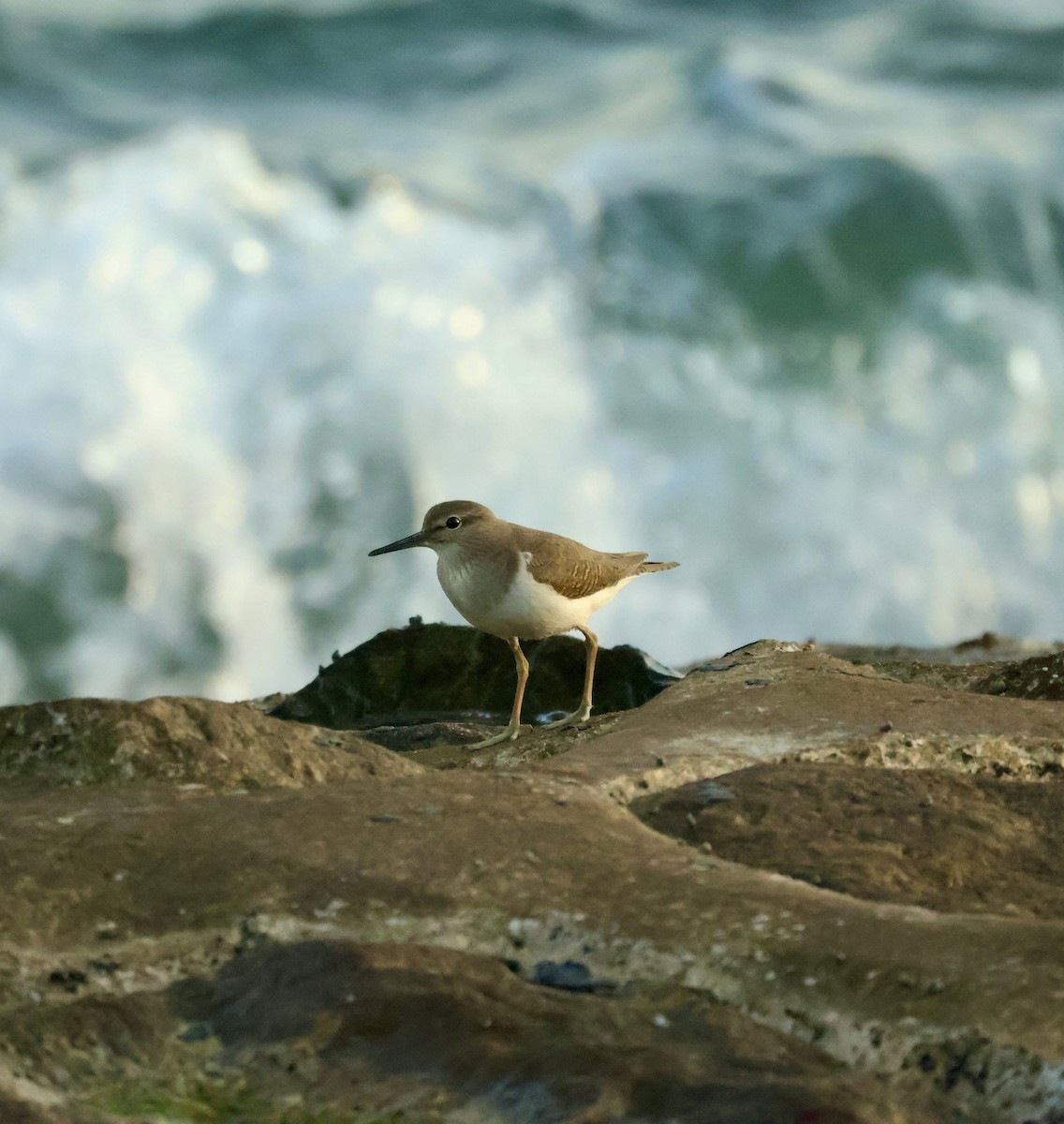 Common Sandpiper - ML647834339