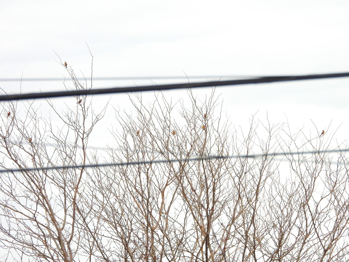 American Robin - ML647834340