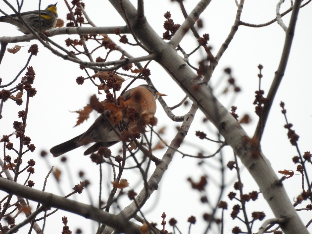 American Robin - ML647834342