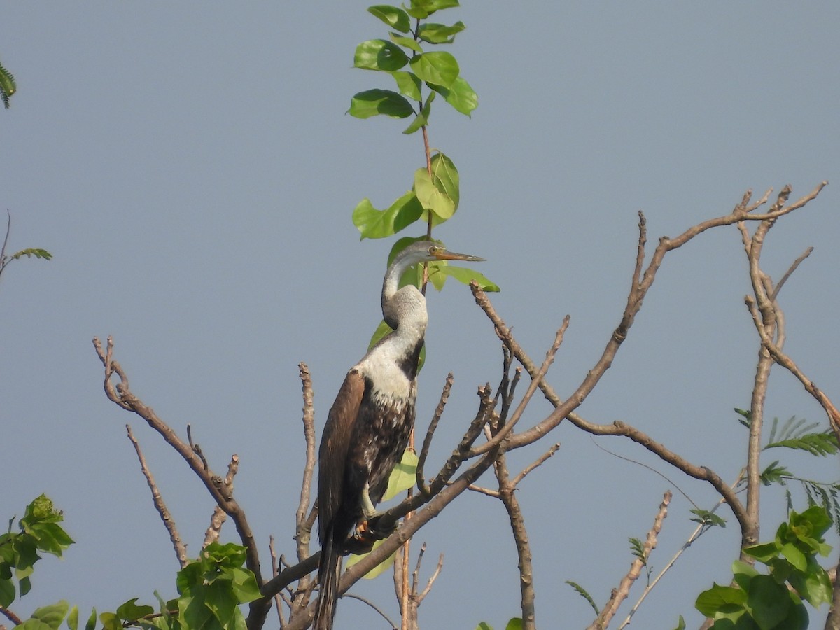 נחשון אסייתי - ML647834348