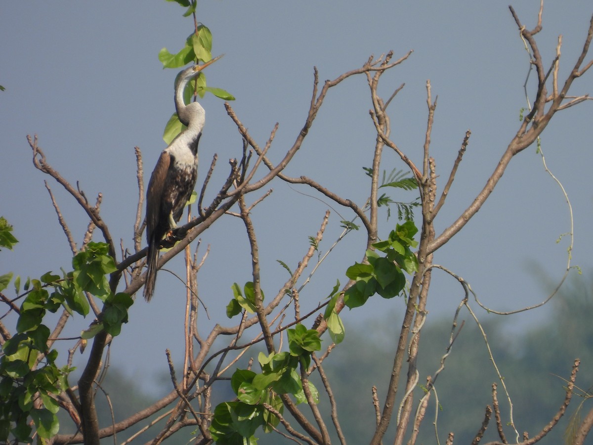 נחשון אסייתי - ML647834349