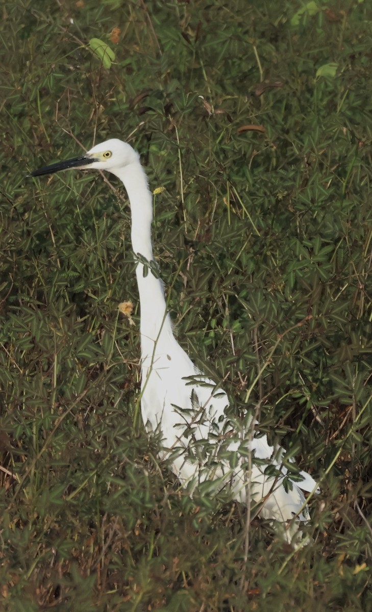 Little Egret - ML647834371