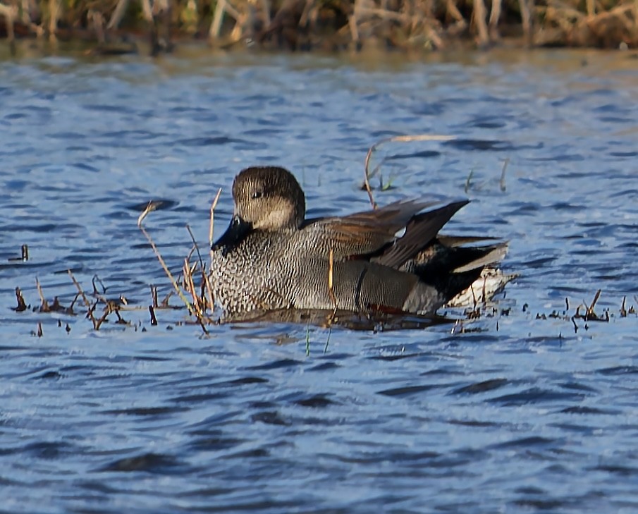 オカヨシガモ - ML647834373