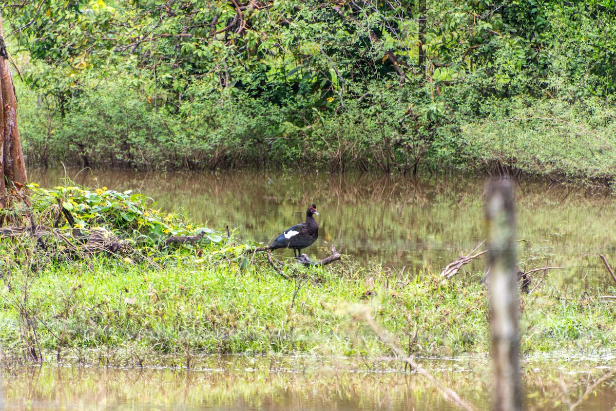 ברבר (מבוית) - ML647834374