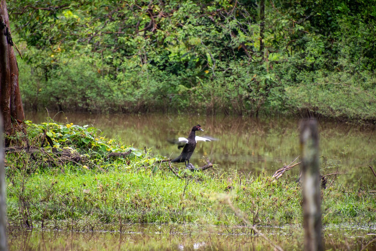 ברבר (מבוית) - ML647834377