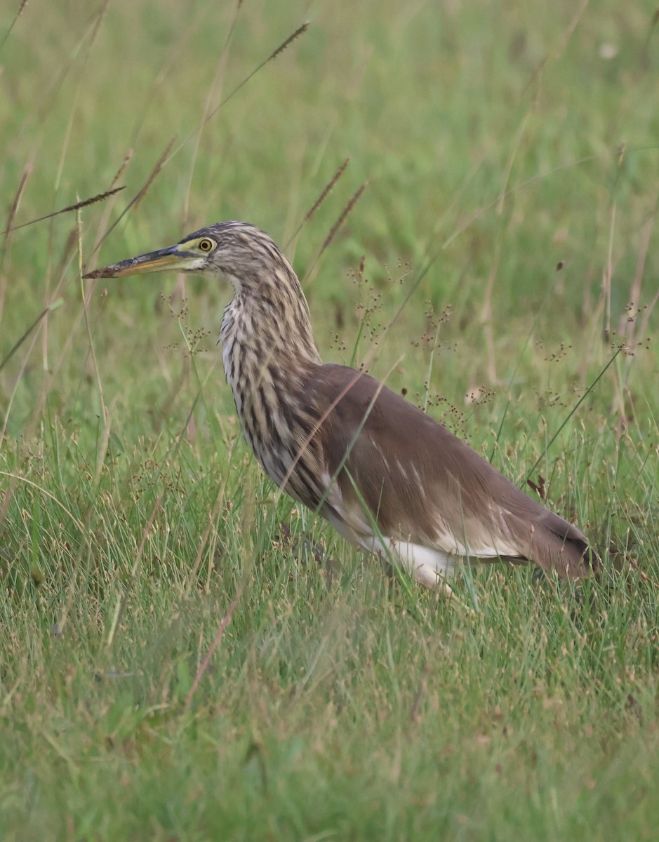 池鷺屬 - ML647834378
