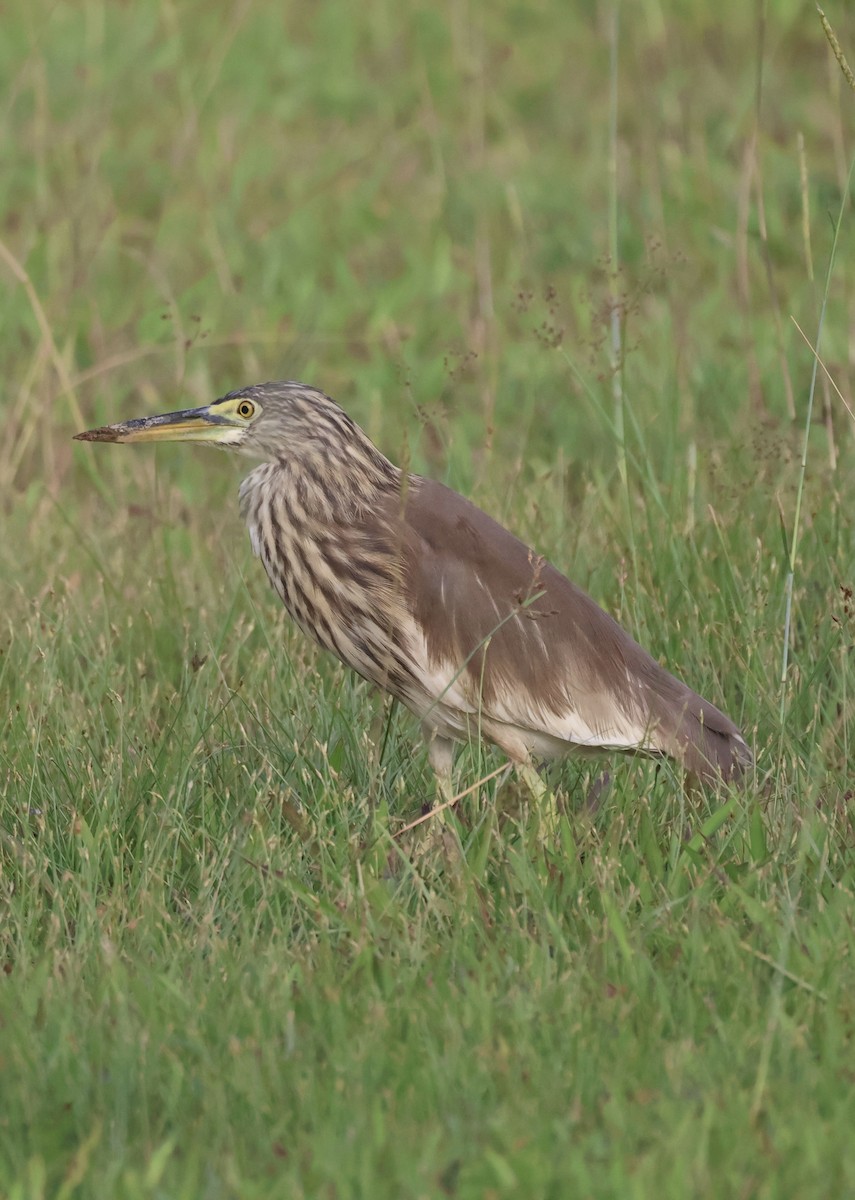 pond-heron sp. - ML647834383