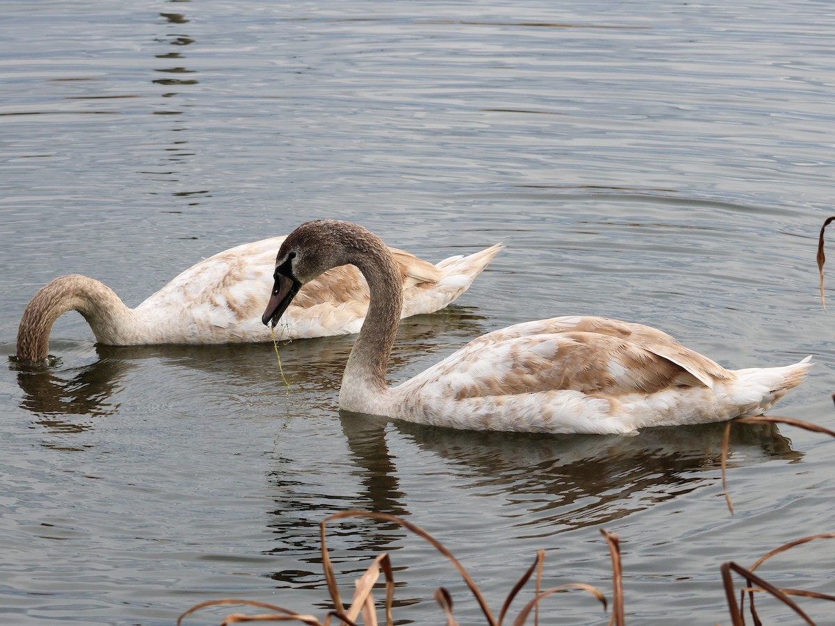 疣鼻天鵝 - ML647834386