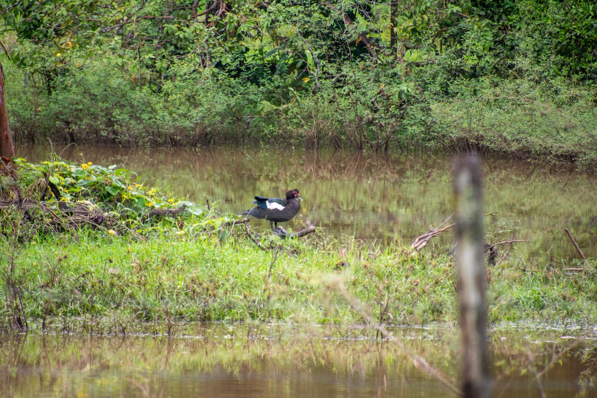 ברבר (מבוית) - ML647834387