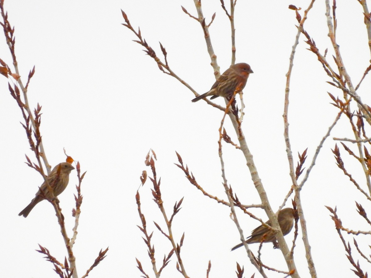 House Finch - ML647834388