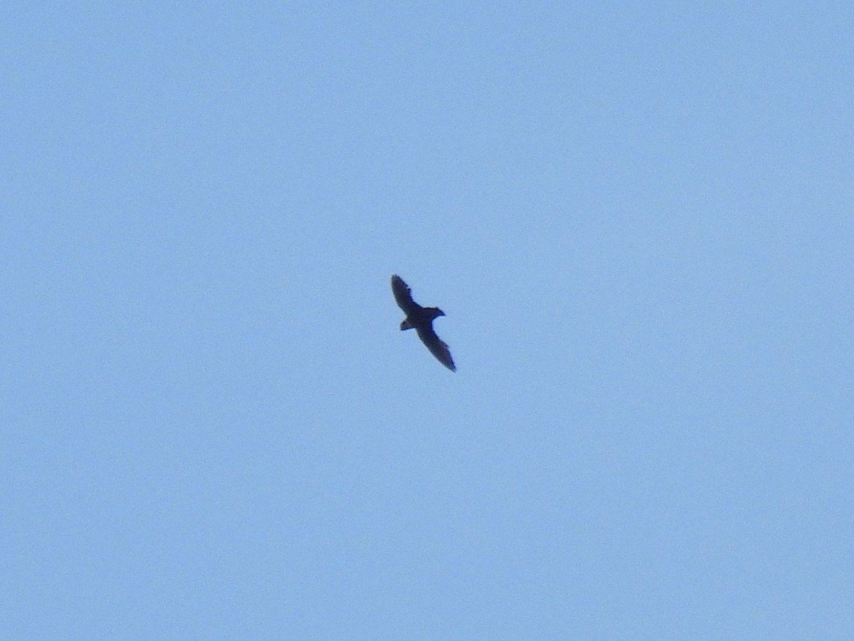 Halsbandsegler - ML647834403