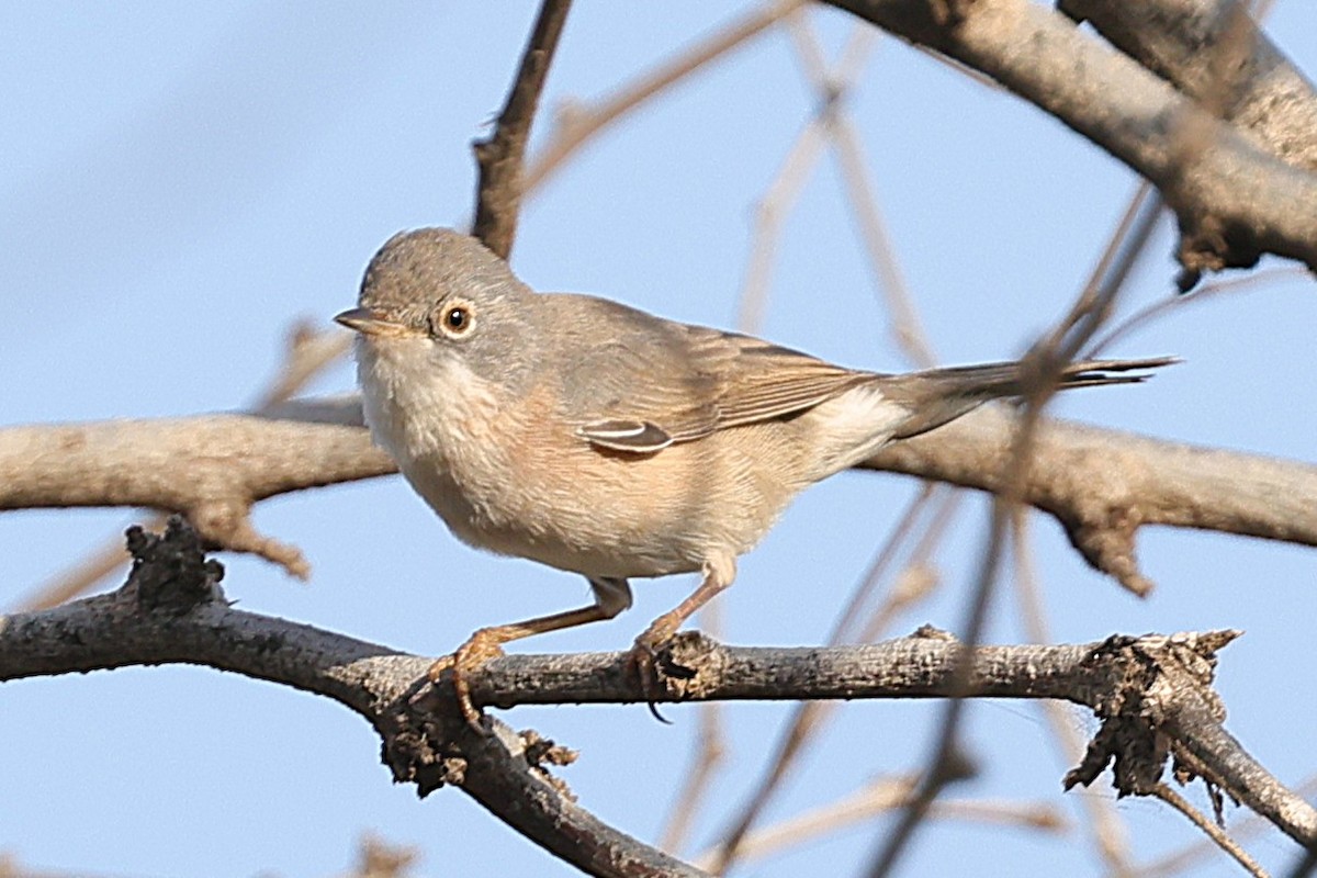 Western Subalpine Warbler - ML647834411