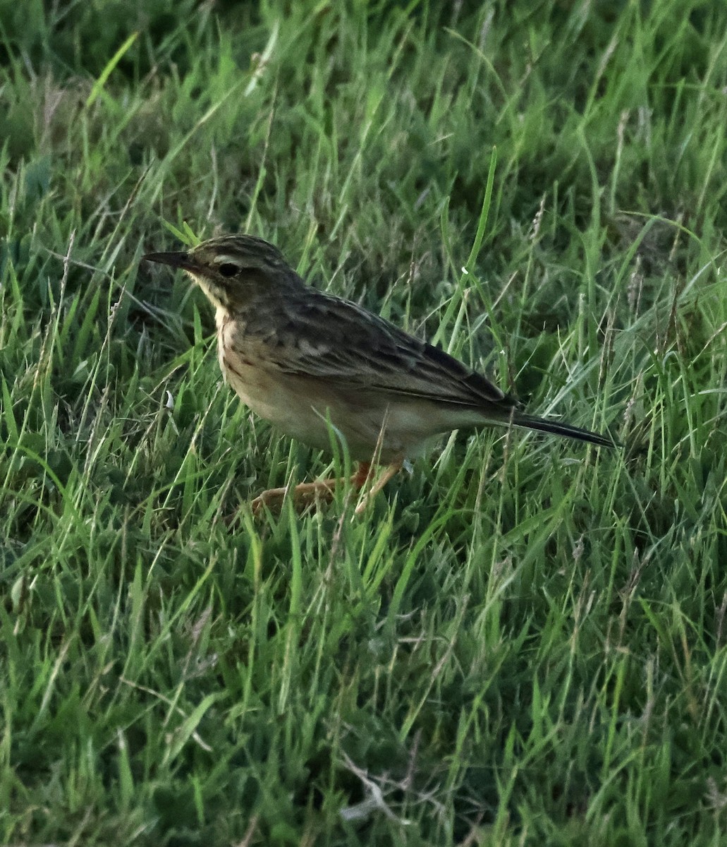 Paddyfield Pipit - ML647834412