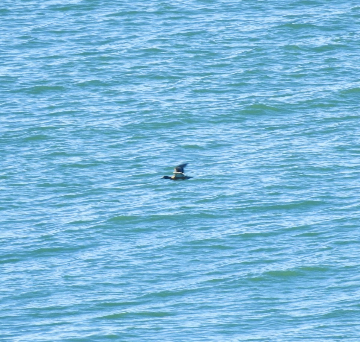 葡萄胸鴨 - ML647834413