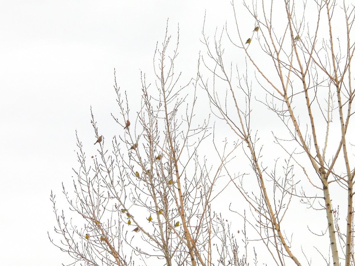Lesser Goldfinch - ML647834414