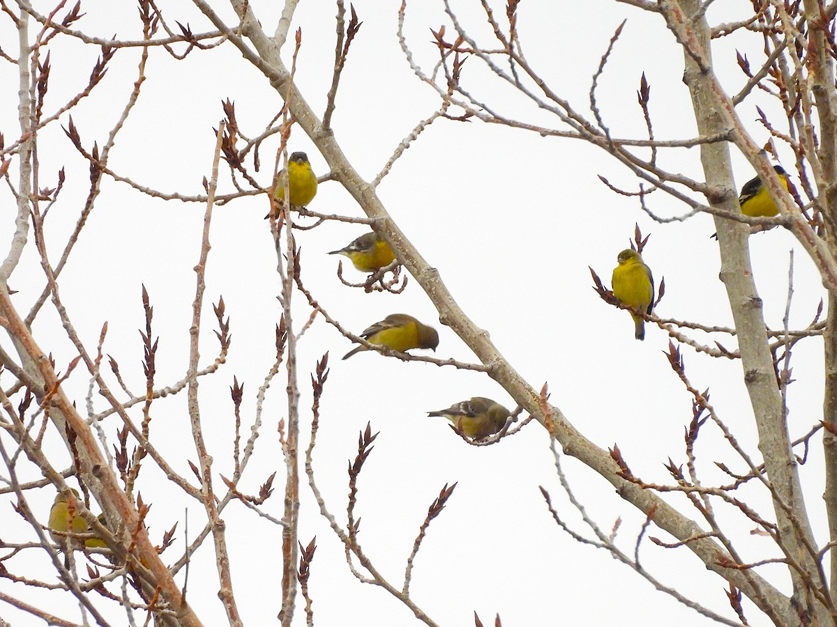 Lesser Goldfinch - ML647834415