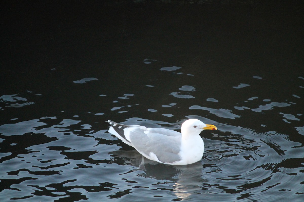 Western x Glaucous-winged Gull (hybrid) - ML647834416