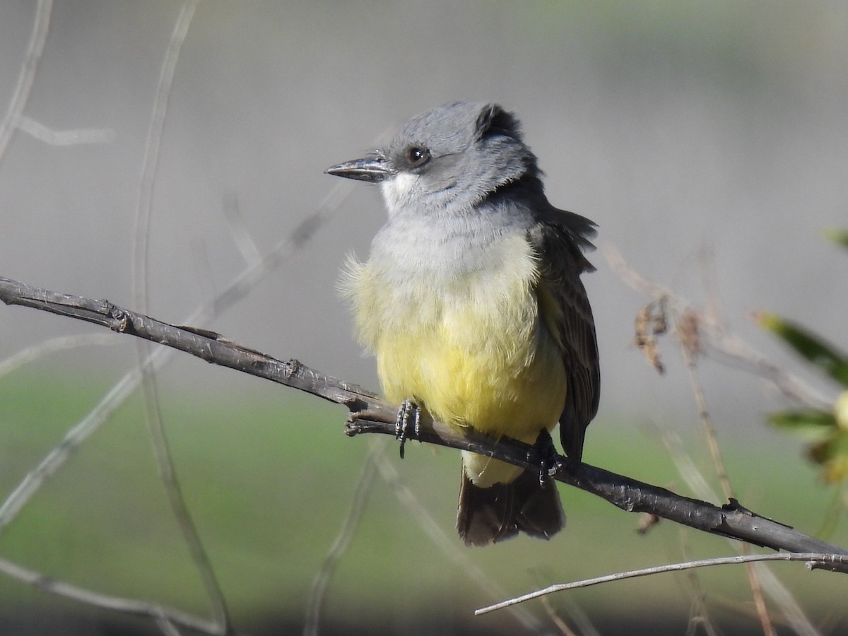 Cassin's Kingbird - ML647834417