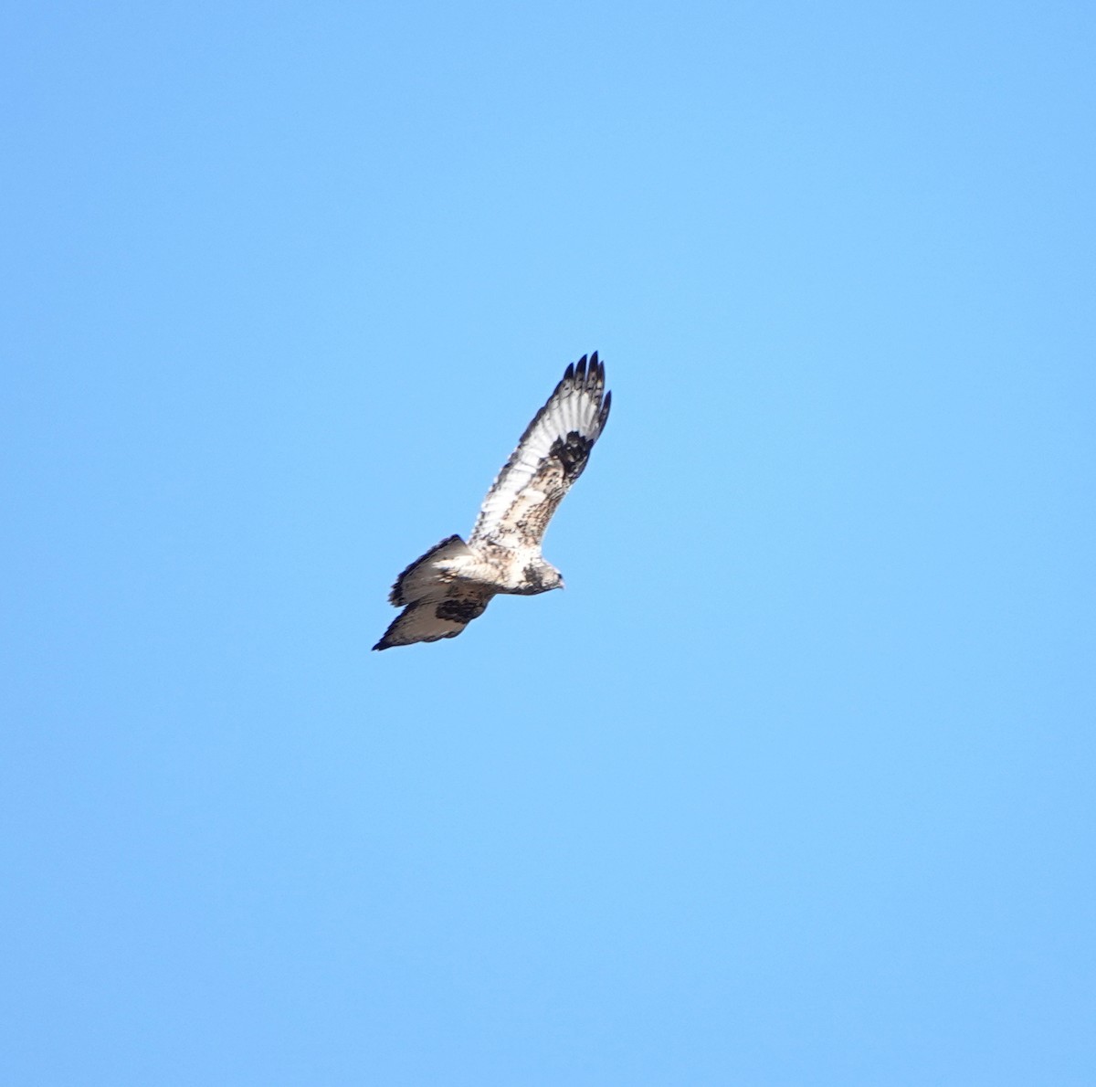 毛足鵟 - ML647834419