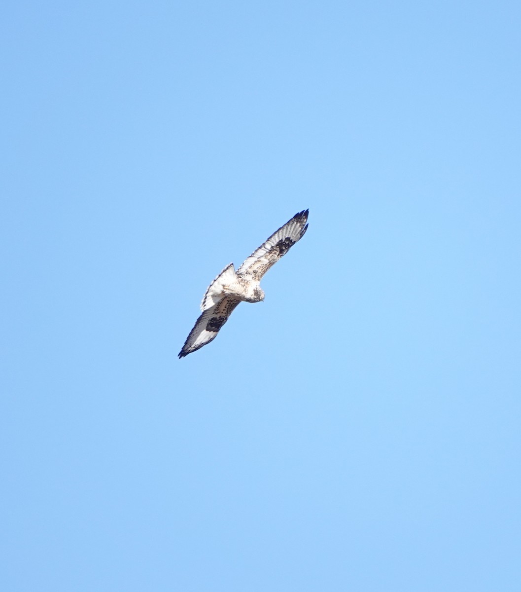 毛足鵟 - ML647834420