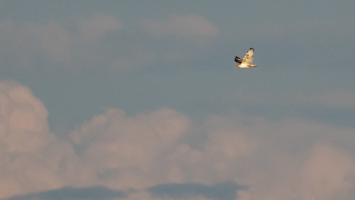 Ferruginous Hawk - ML647834421