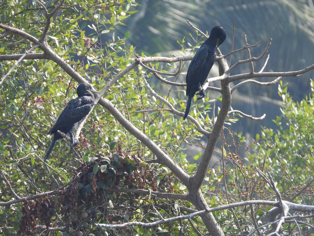 Indian Cormorant - ML647834423