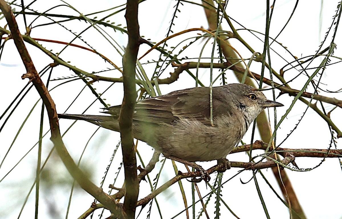 Barred Warbler - ML647834426