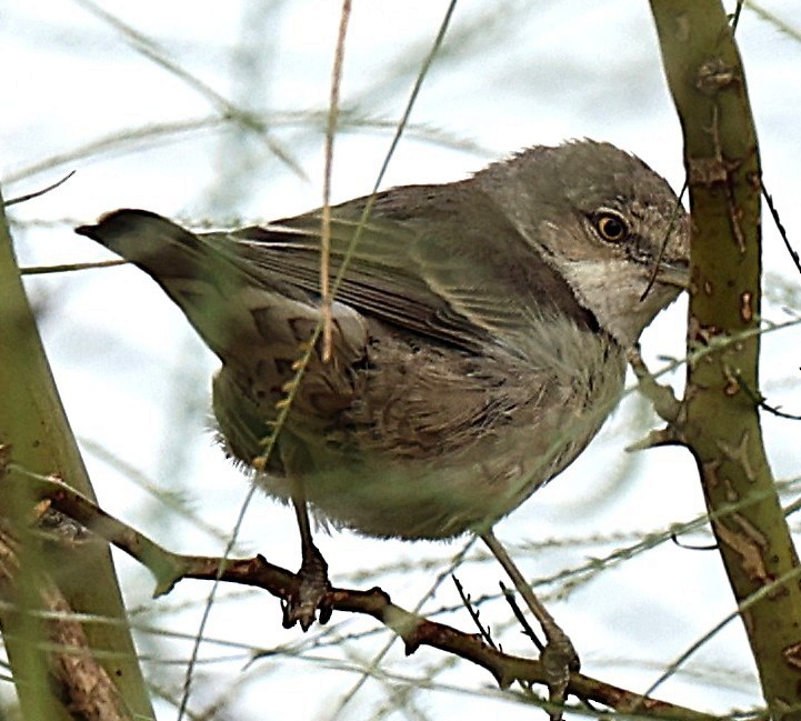 Barred Warbler - ML647834427
