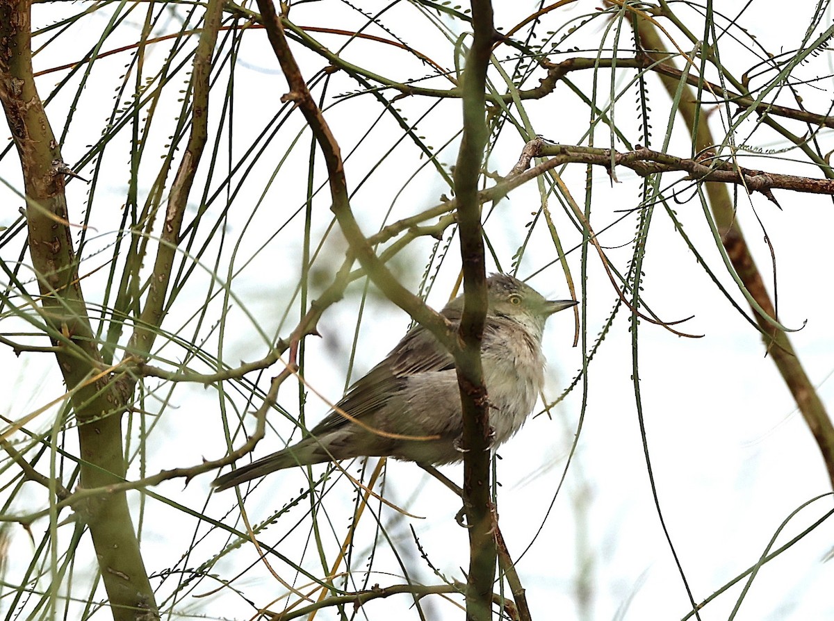Barred Warbler - ML647834428