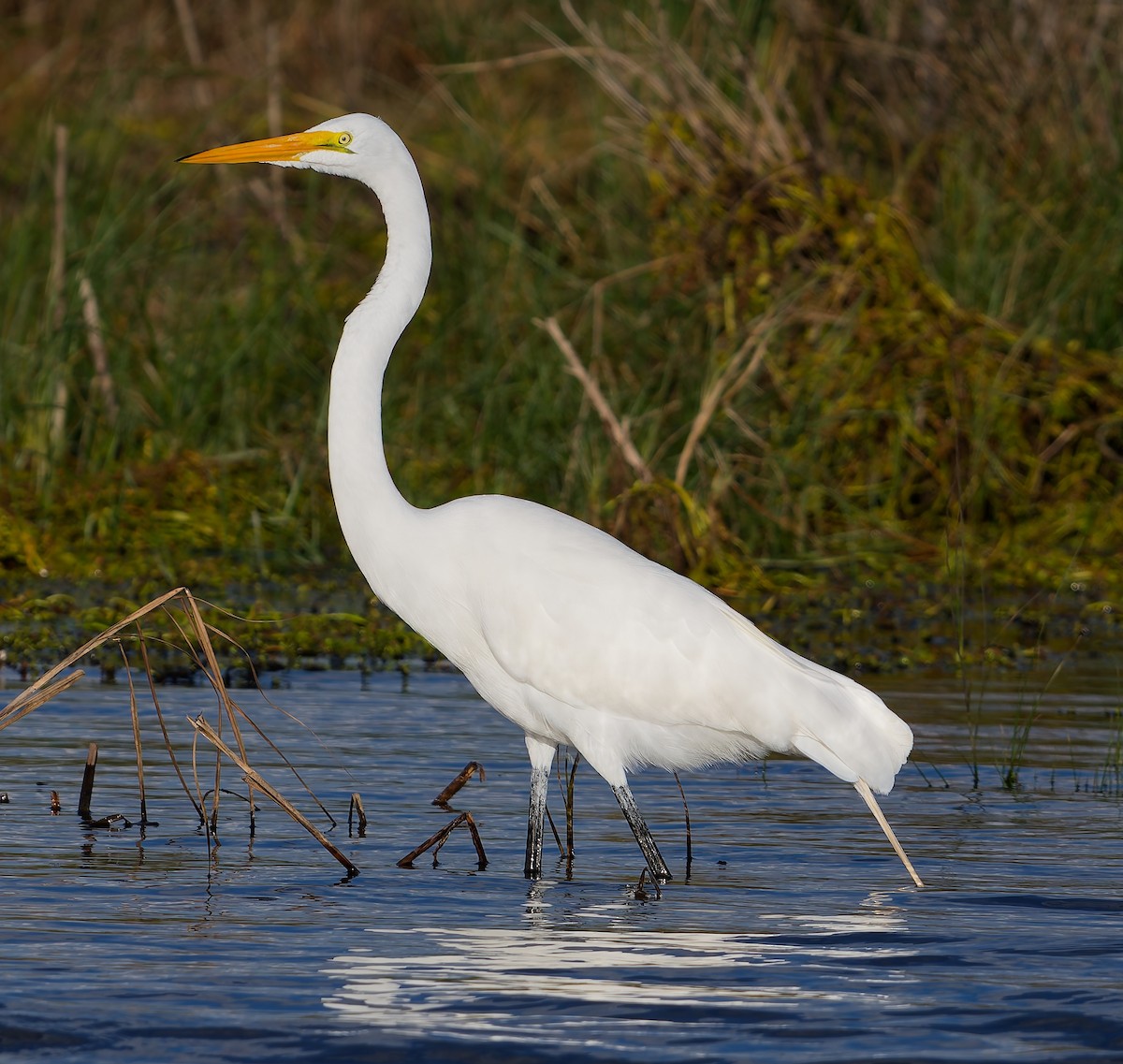 大白鷺 - ML647834430