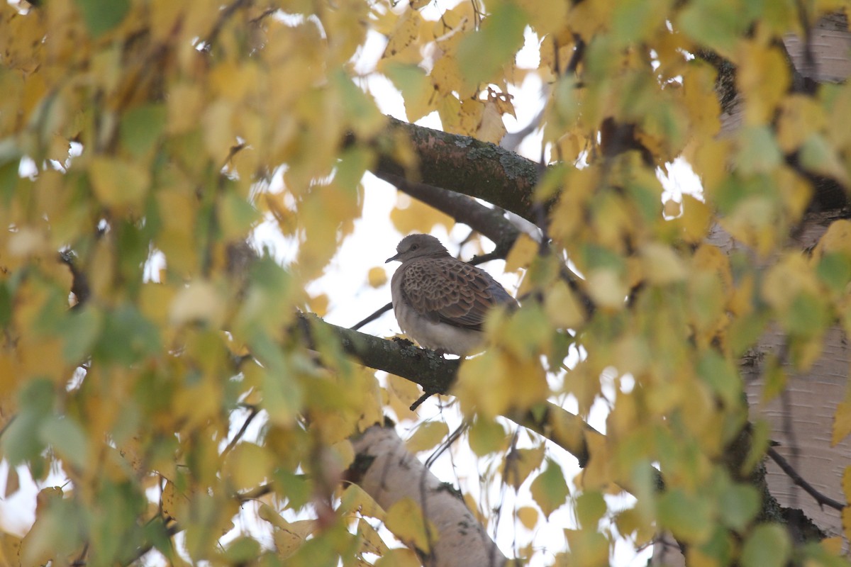 European Turtle-Dove - ML647834431