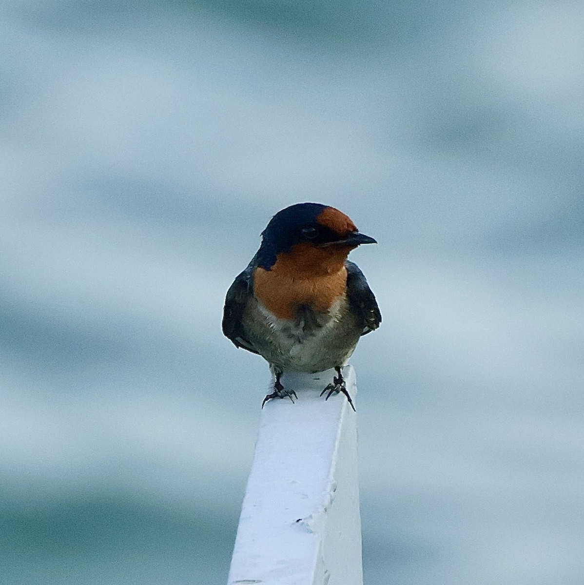 Pacific Swallow - ML647834434