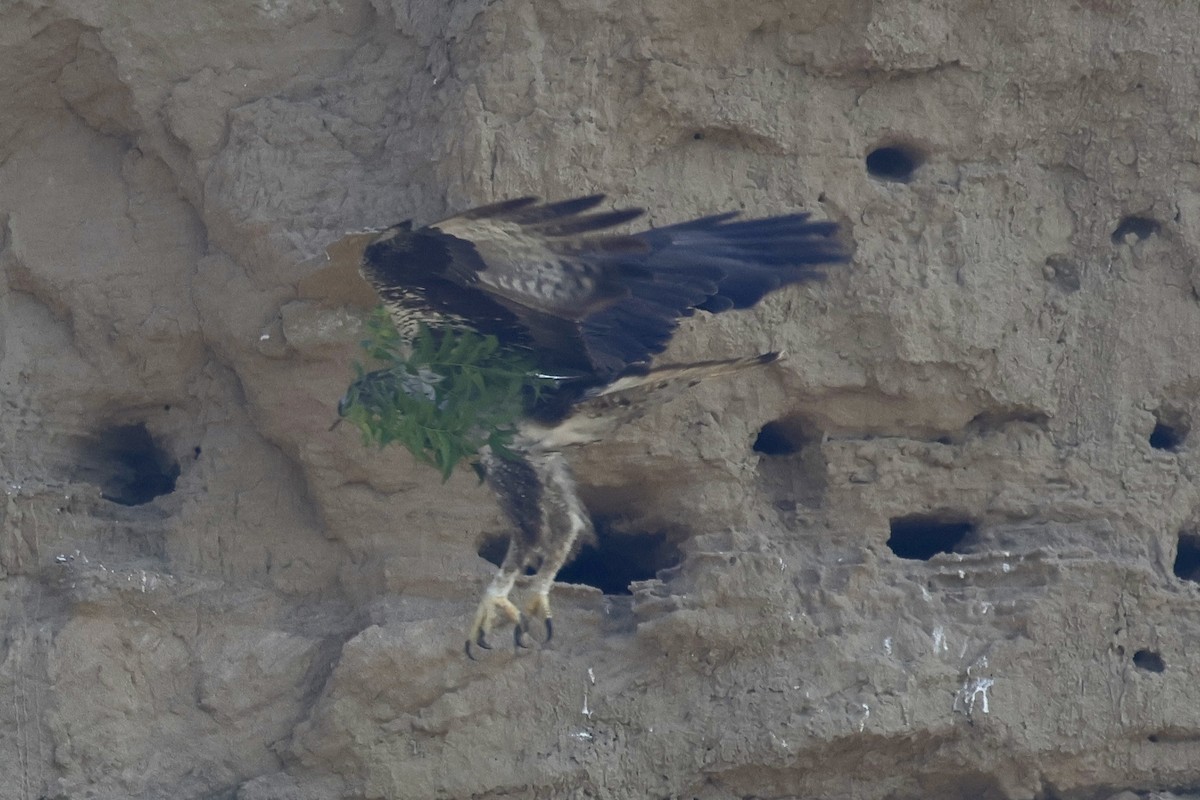 白腹鵰 - ML647834436