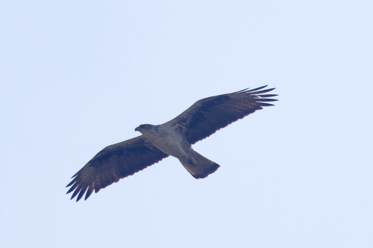 白腹鵰 - ML647834437