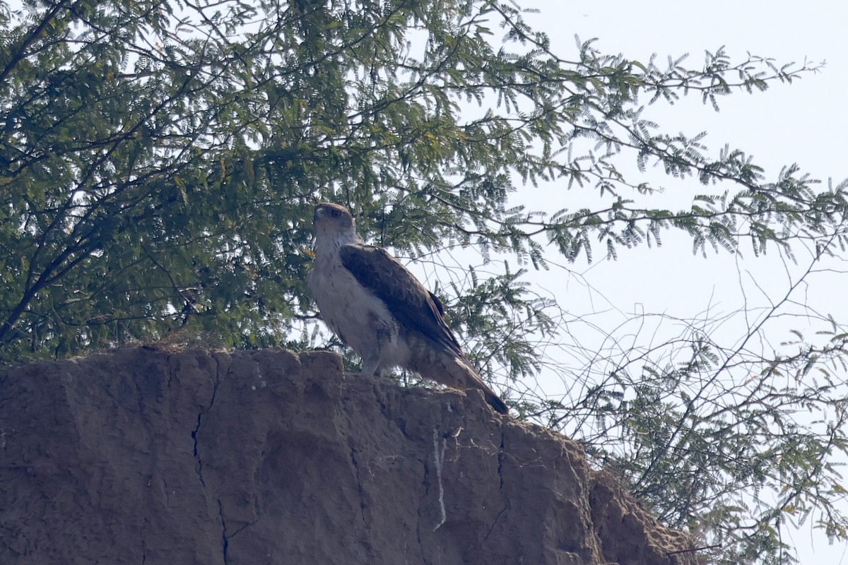 白腹鵰 - ML647834438