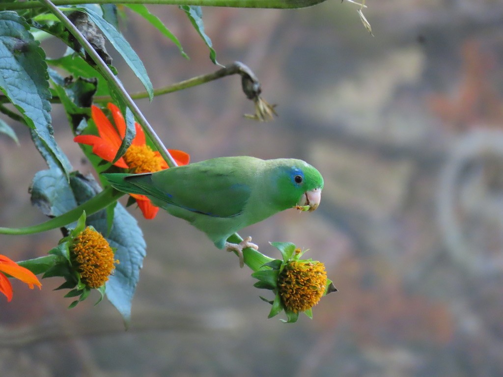 Spectacled Parrotlet - ML647834443