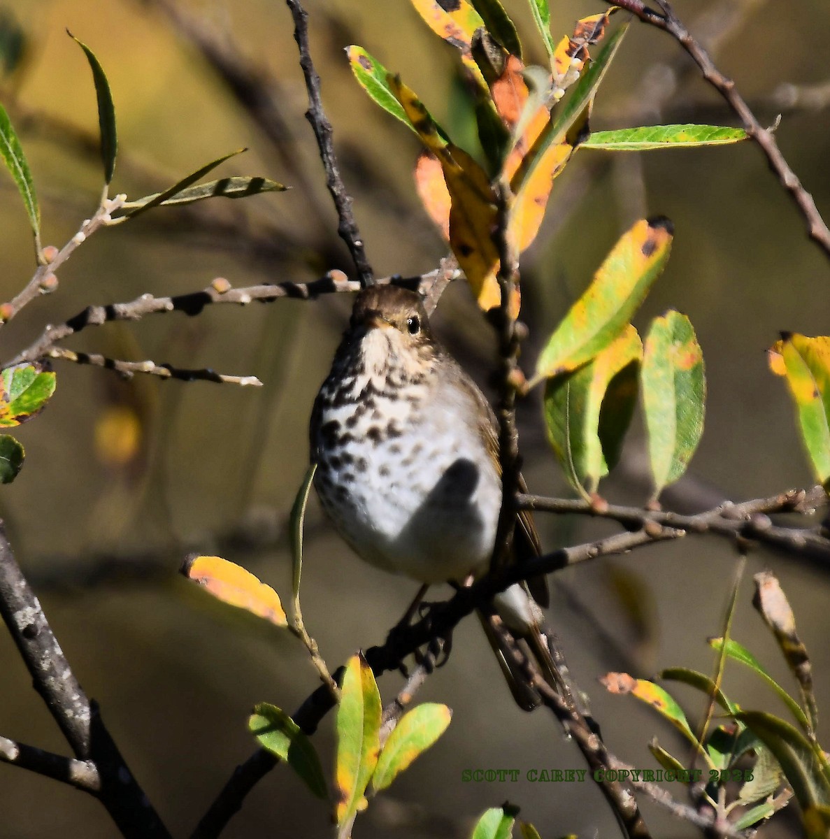 Hermit Thrush - ML647834444