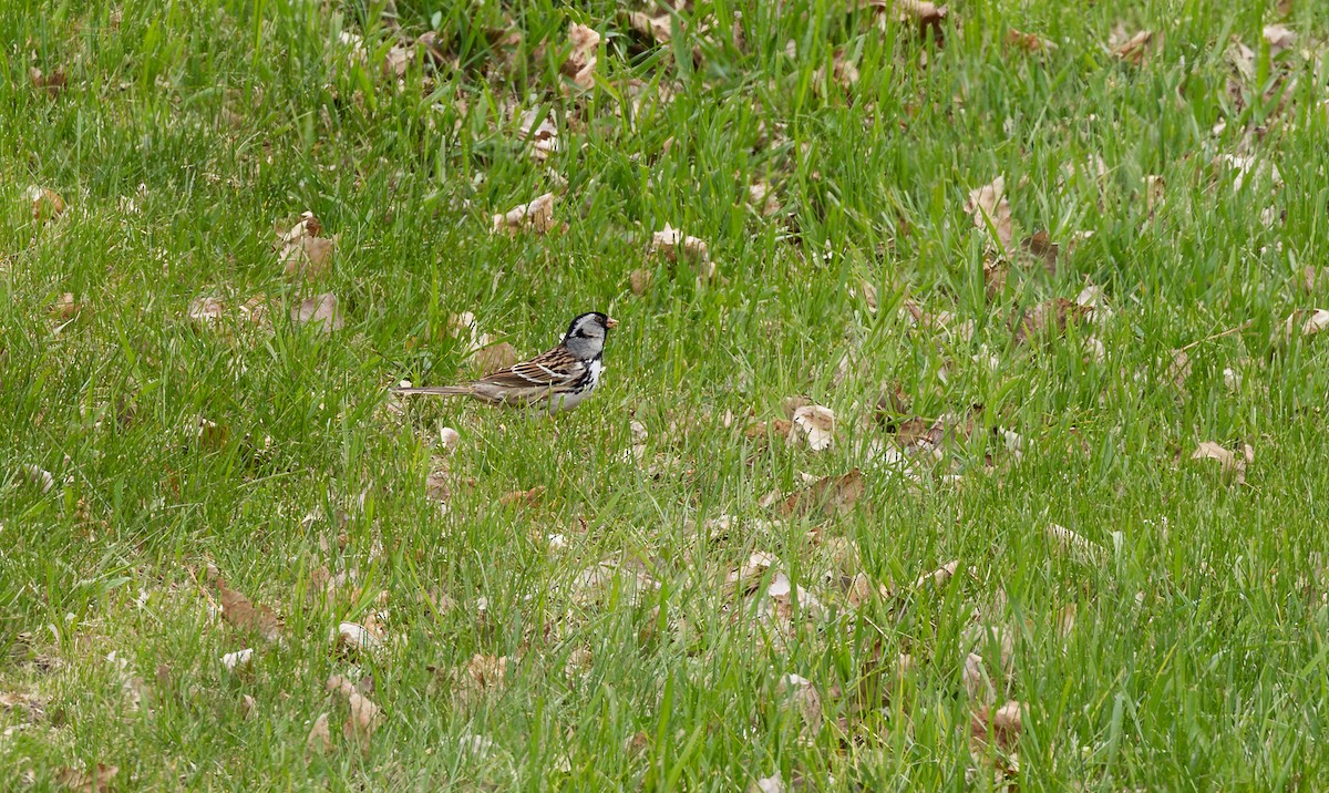 Harris's Sparrow - ML647834446