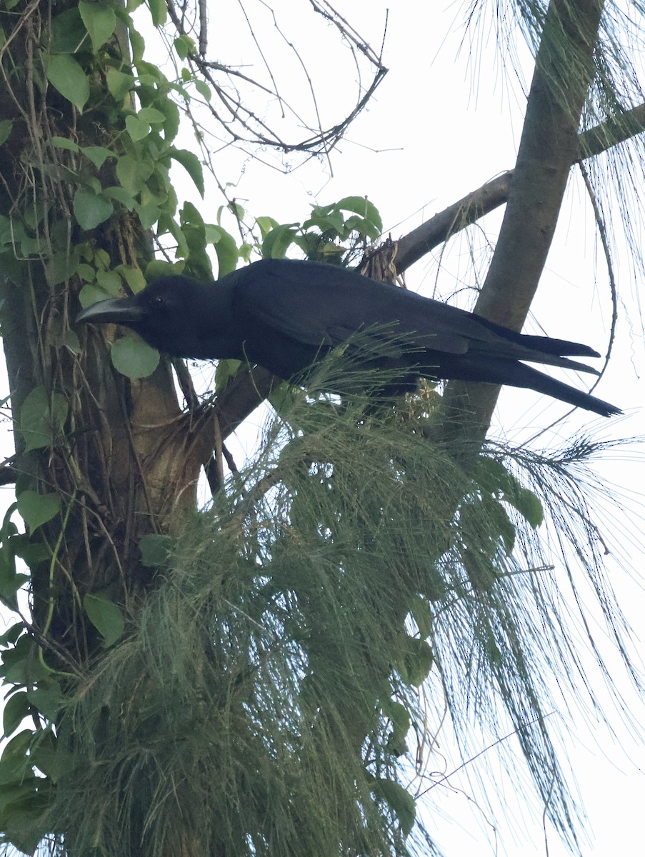 Large-billed Crow - ML647834452