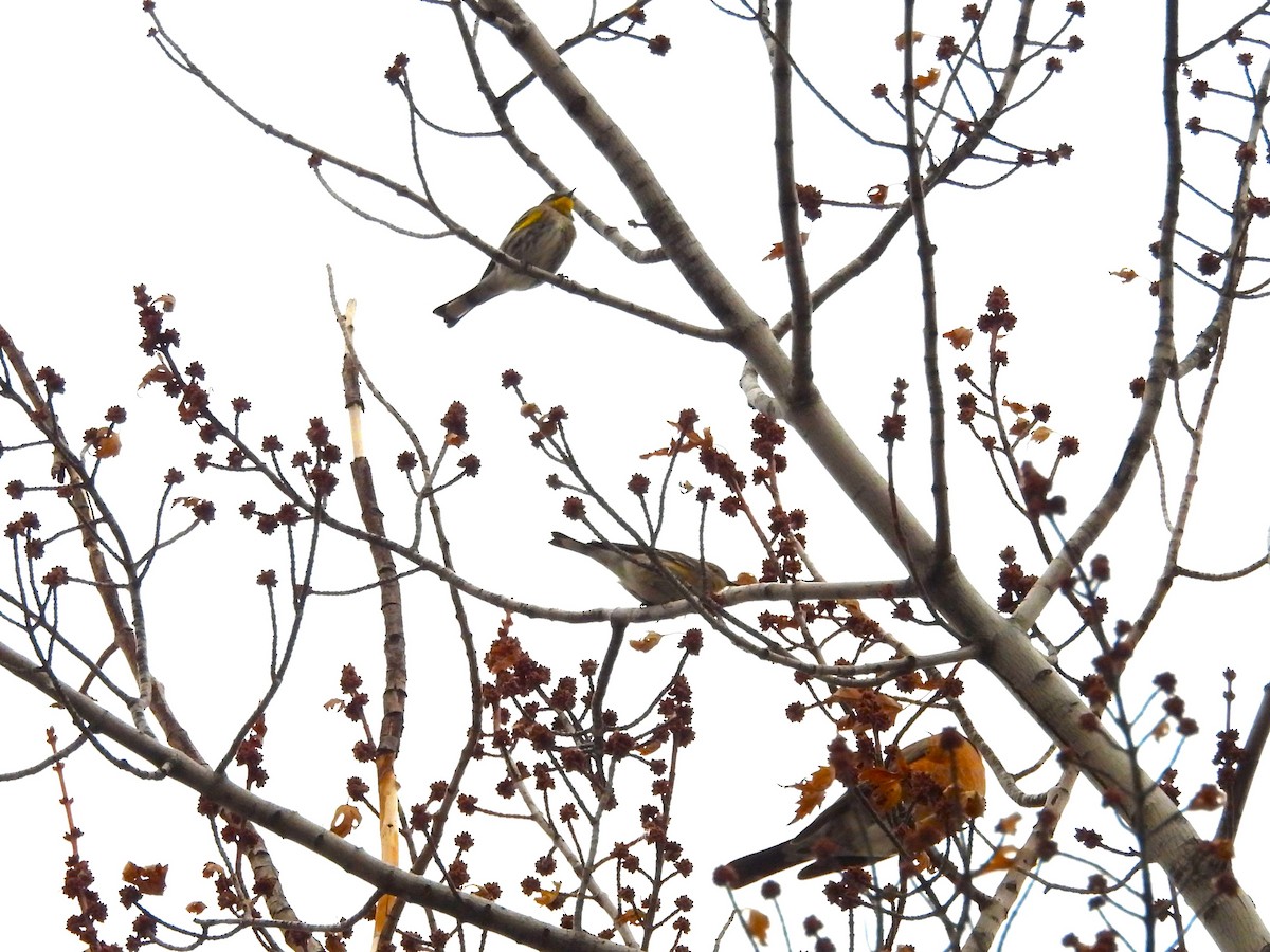 Yellow-rumped Warbler - ML647834458