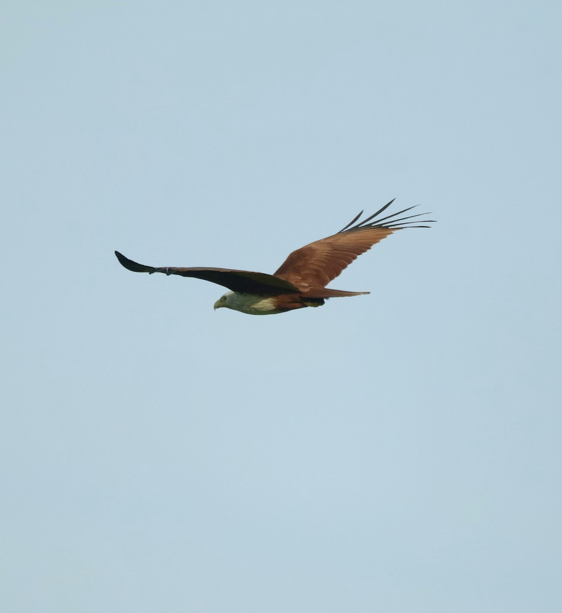 Brahminy Kite - ML647834462