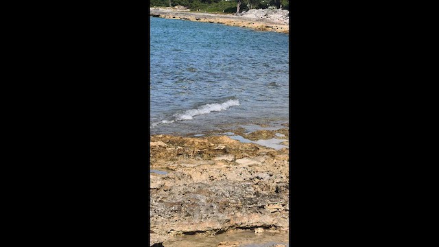 Пятнистый перевозчик - ML647834468