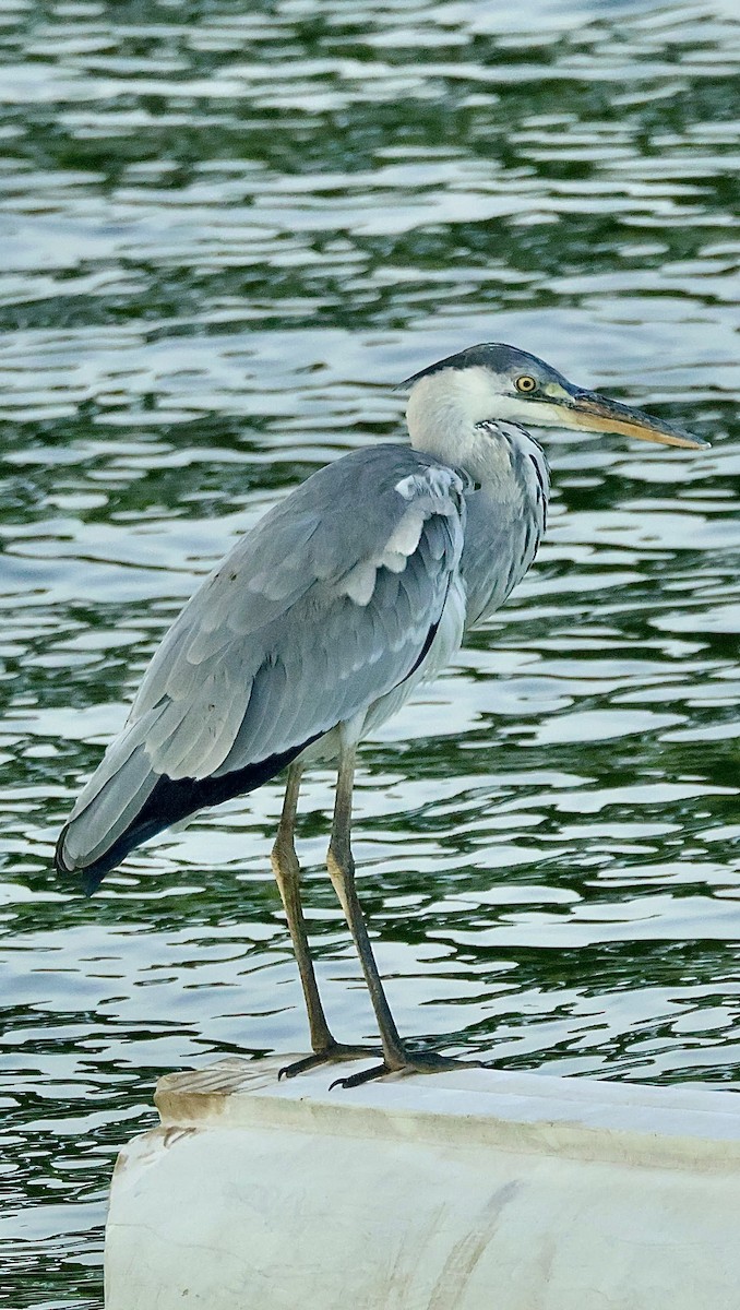 Gray Heron - ML647834473