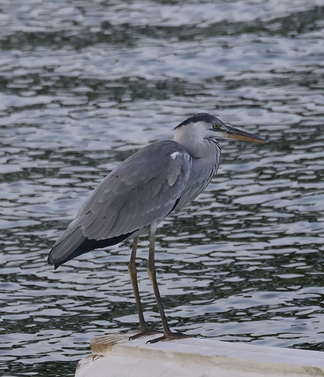 Gray Heron - ML647834474