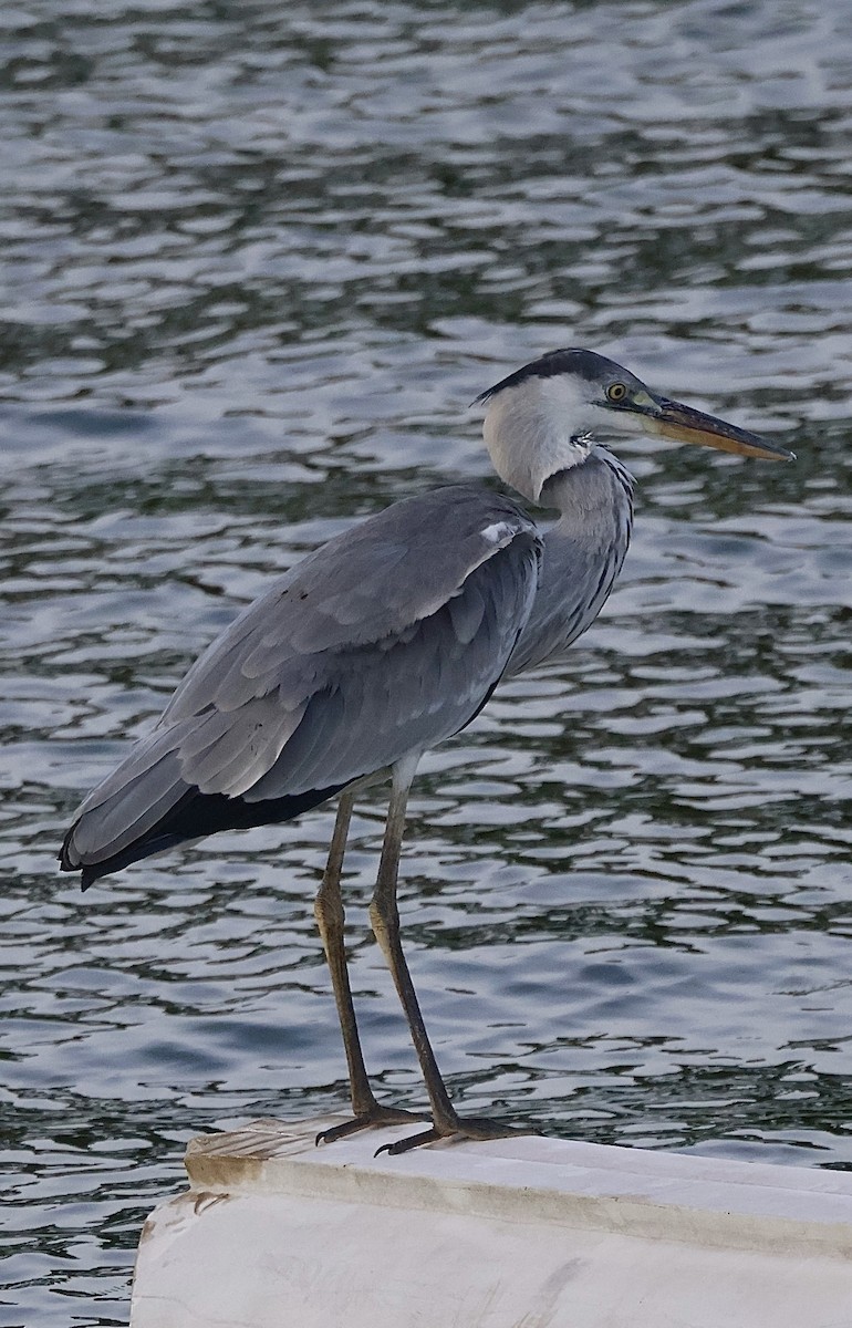 Gray Heron - ML647834475