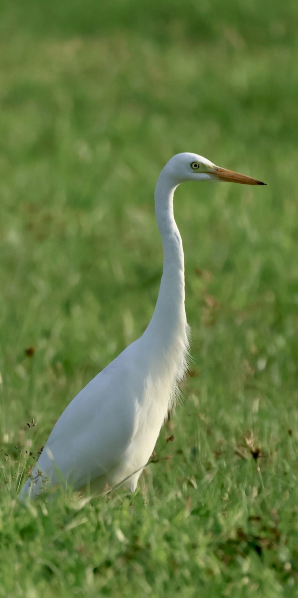 Medium Egret - ML647834481