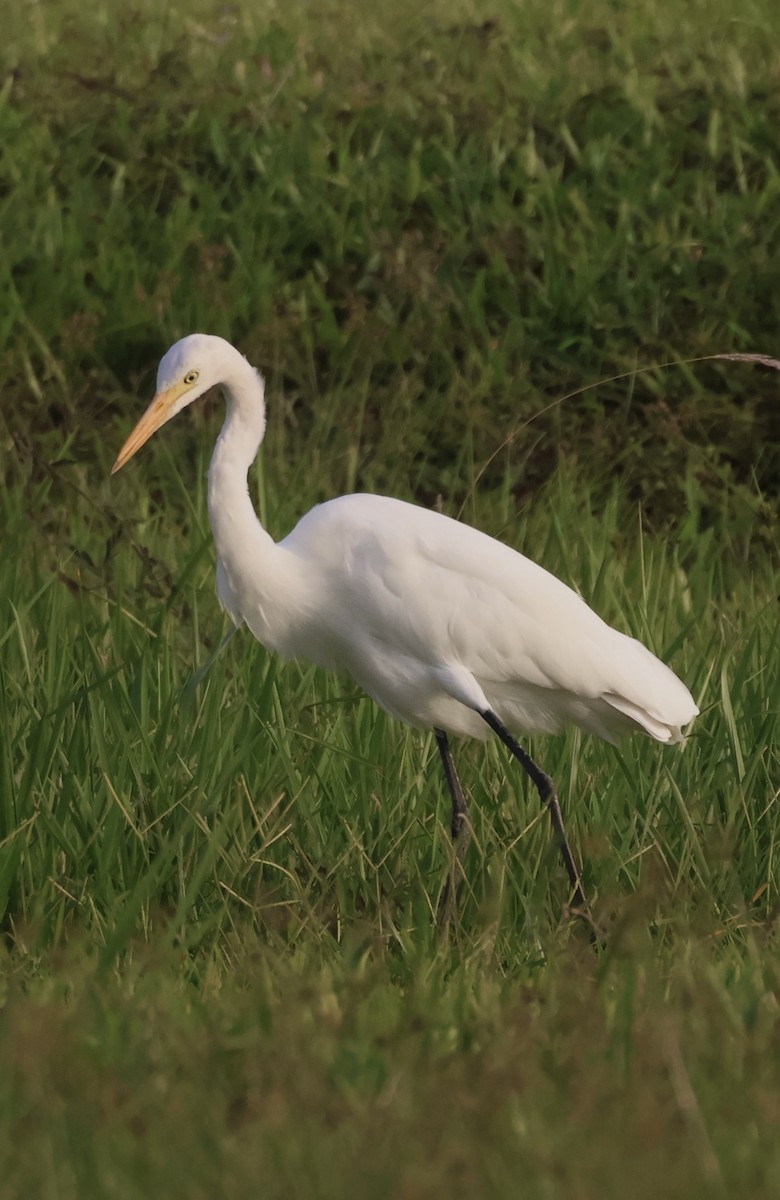 Medium Egret - ML647834482