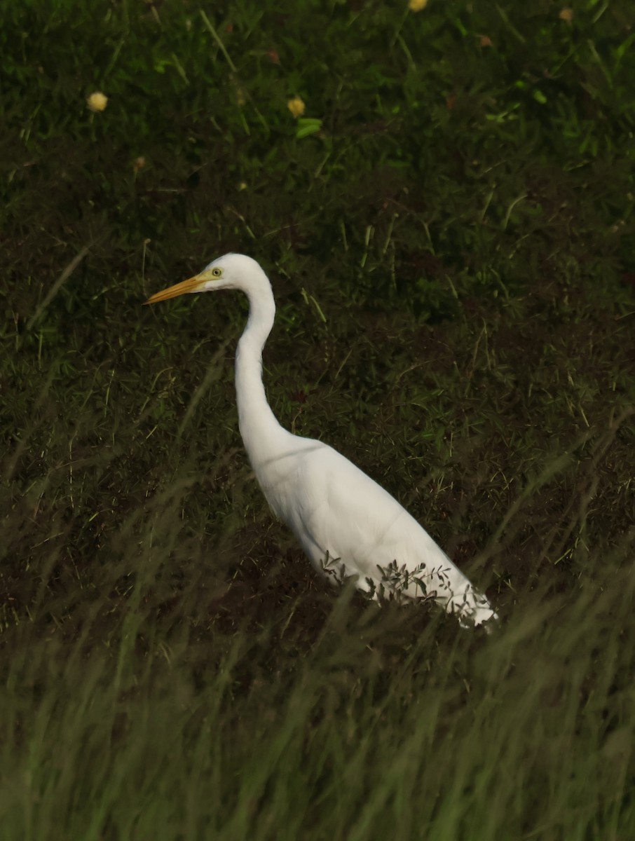 Medium Egret - ML647834483