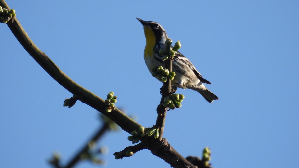 Paruline à gorge jaune - ML647834487