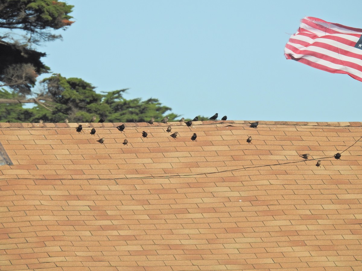 Коровий трупиал, буроголовый желтушник - ML647834490